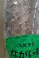 須貝 長いも 200g