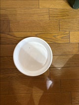 アップル 鉢皿F型 6号 ホワイト