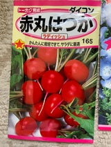 トーホク 赤丸 廿日大根 12ml