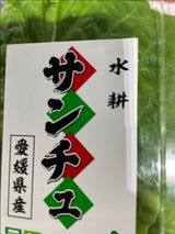 石川 サンチュ 10枚