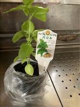 フォルツァ ハーブ&ハーブスバジル 1P