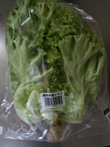 山一 レタス 1P