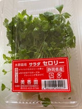 水野サラダセロリー