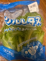 大同 フリルレタス 1P