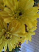 浅田商店 はな スプレー菊