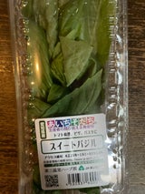 東三温室園芸 スィートバジル