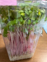 中野 さくらかいわれ