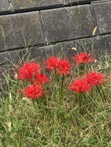 クリアターン 毛穴小町マスク 7枚