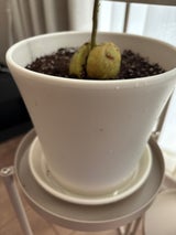 アップルウェアー コティポット ホワイト 160型