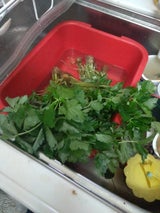 北浦 水耕みつば