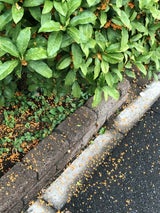 匠宇治彩菜 宇治抹茶どら焼き 1個