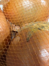 ユーシーポリマー 玉ねぎ 1P