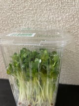 グリーンG かいわれ