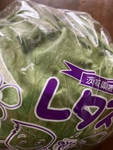 諸川 レタス エコファーマー