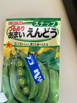 トーホク つるあり甘いえんどう種