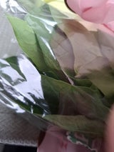 JA長崎 ほうれん草 小袋