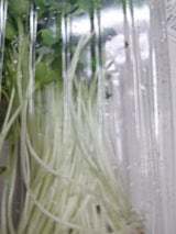 松山萌 カイワレ 50g