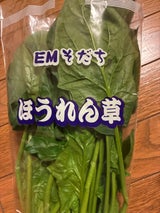 北浦 ほうれん草