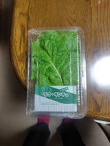 グリーンG チマサンチュ 10P