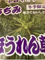 茨城県北浦 ちぢみホウレン草 250g