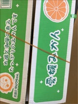 宇都宮 みかん 5kg