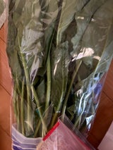 シモジマ ほうれんそう茨城産 1P
