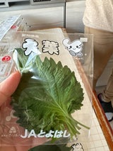 JA愛知 大葉 10枚