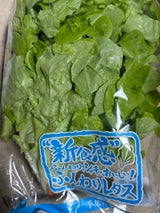 PFJ ふんわりレタス 1袋