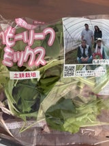 ピュアFサクラ ベビーリーフ 1P