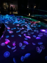 古谷乳業 ぐうたら蜜バチ 400g