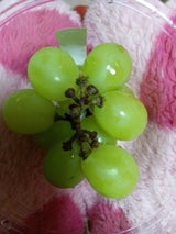 ファーマインド シャインマスカット