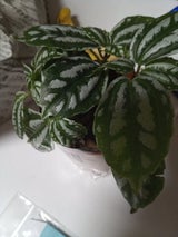 山田利 刺しゅう糸 レギュラーカラー