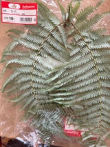 中川 ウラジロ 3P