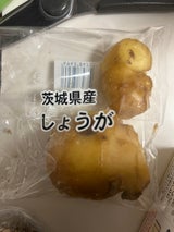 オオミシヨウガ