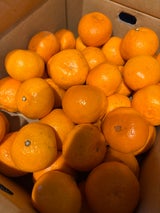 JA西宇和 Nマーク八協みかん 5kg