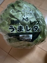 JA静岡 レタス