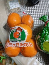 名織 三ケ日みかん 1P