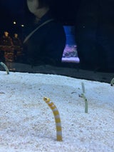 一榮食品 うずらのたまご燻製風味 1個