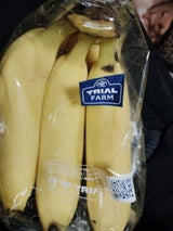 ユニフルーティージャパン TRIAL農園バナナ