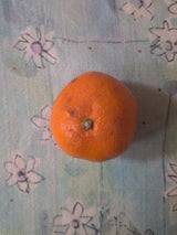 ビヒダス プレーン加糖 75g×4